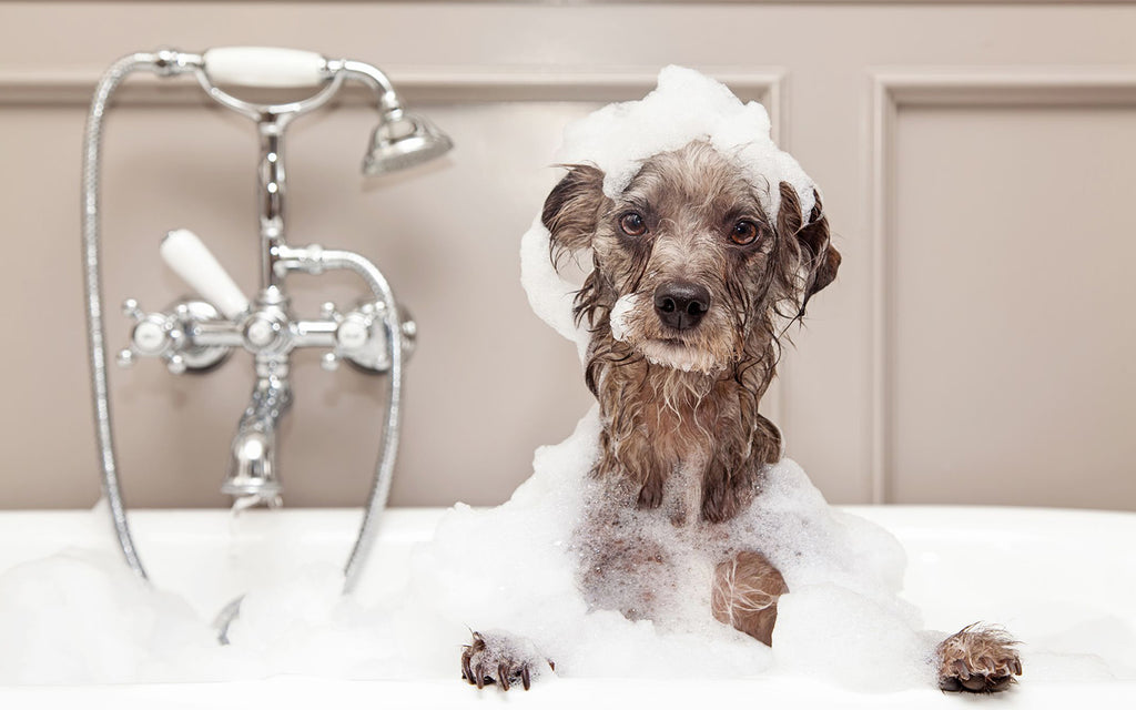 5 Tips for a Pet-Friendly Bathroom